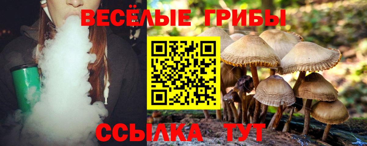 Псилоцибиновые грибы Psilocybe Гулькевичи